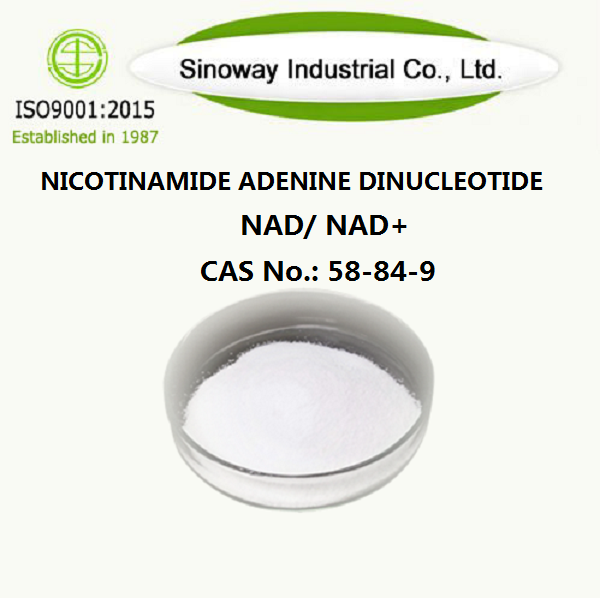 Nicotinamida Adenine Dinucleotide 53-84-9